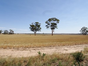 The Wheatbelt, with trees